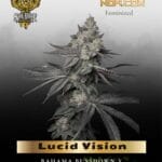Lucid Vision (Feminized) - Solfire Gardens