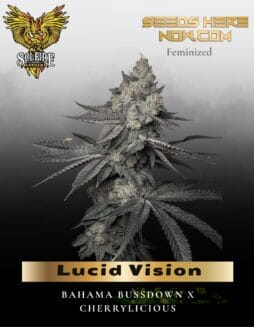 Lucid Vision (Feminized) (space) Solfire Gardens