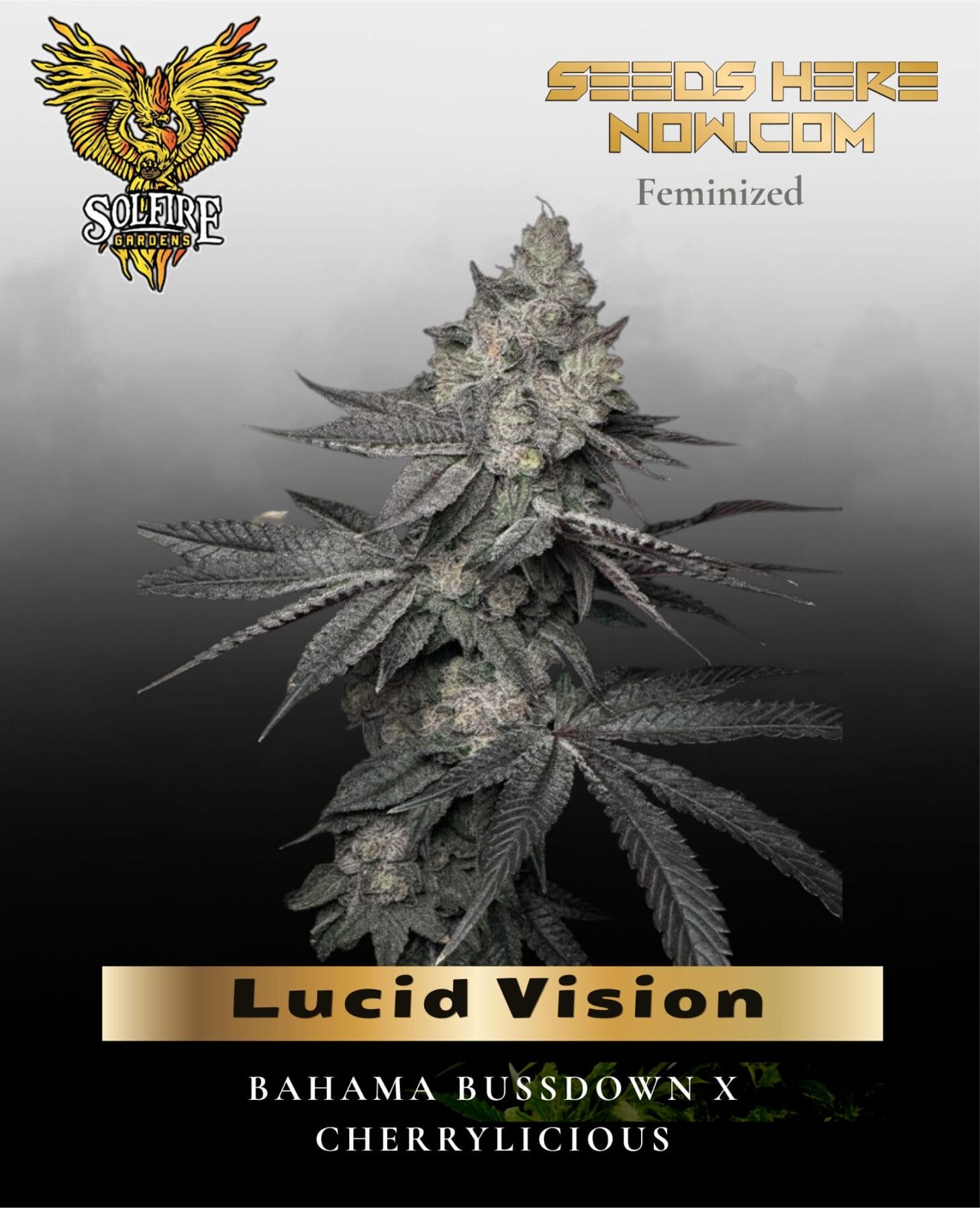 Lucid Vision (Feminized) - Solfire Gardens