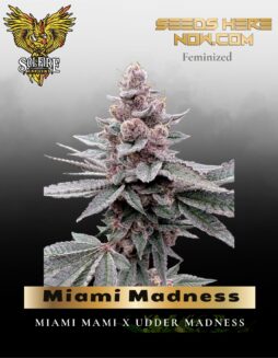 Miami Madness (Feminized) (space) Solfire Gardens