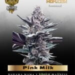 Pink Milk (Feminized) - Solfire Gardens
