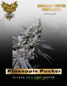 Pineapple Pucker (Feminized) (space) Solfire Gardens