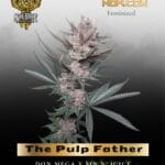 The Pulp Father (Feminized) - Solfire Gardens