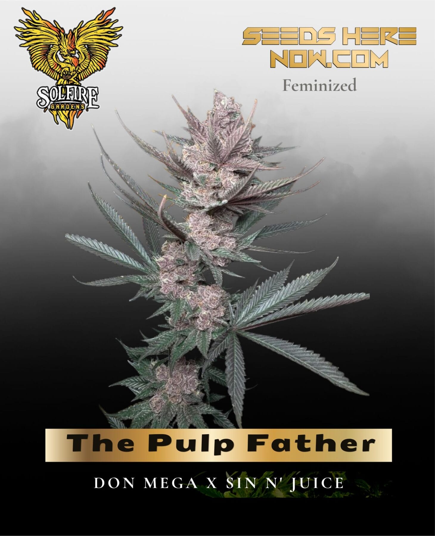 The Pulp Father (Feminized) - Solfire Gardens