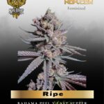 Ripe (Feminized) - Solfire Gardens