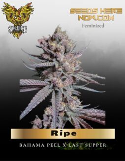 Ripe (Feminized) (space) Solfire Gardens