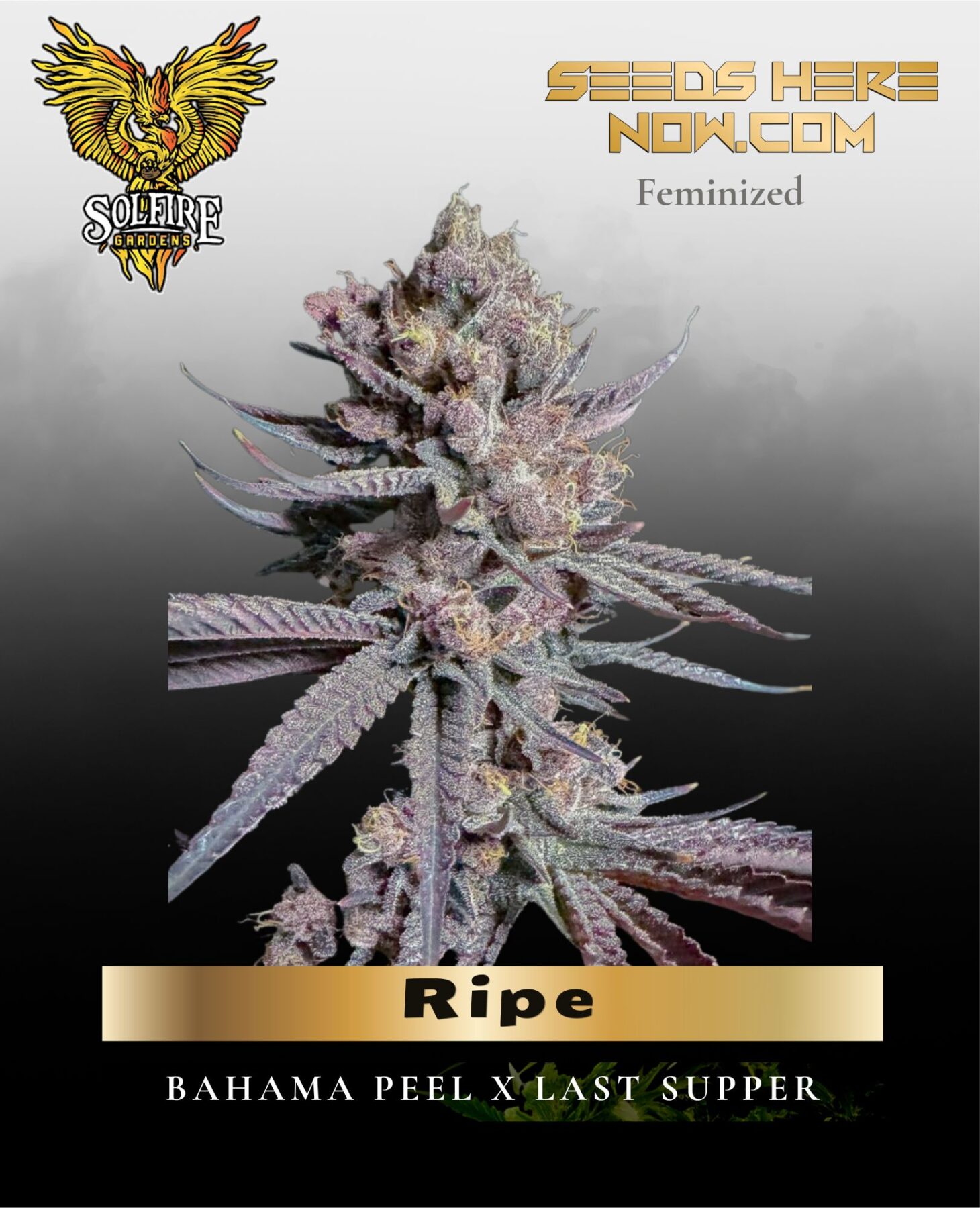 Ripe (Feminized) - Solfire Gardens