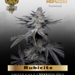 Rubicite (Feminized) - Solfire Gardens