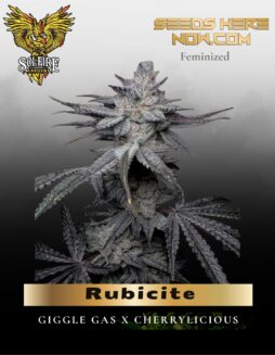Rubicite (Feminized) (space) Solfire Gardens