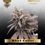 Shot Caller (Feminized) - Solfire Gardens