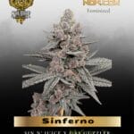 Sinferno (Feminized) - Solfire Gardens