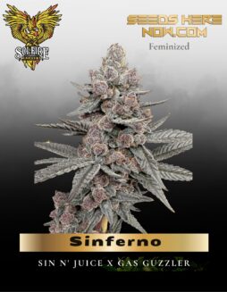 Sinferno (Feminized) (space) Solfire Gardens