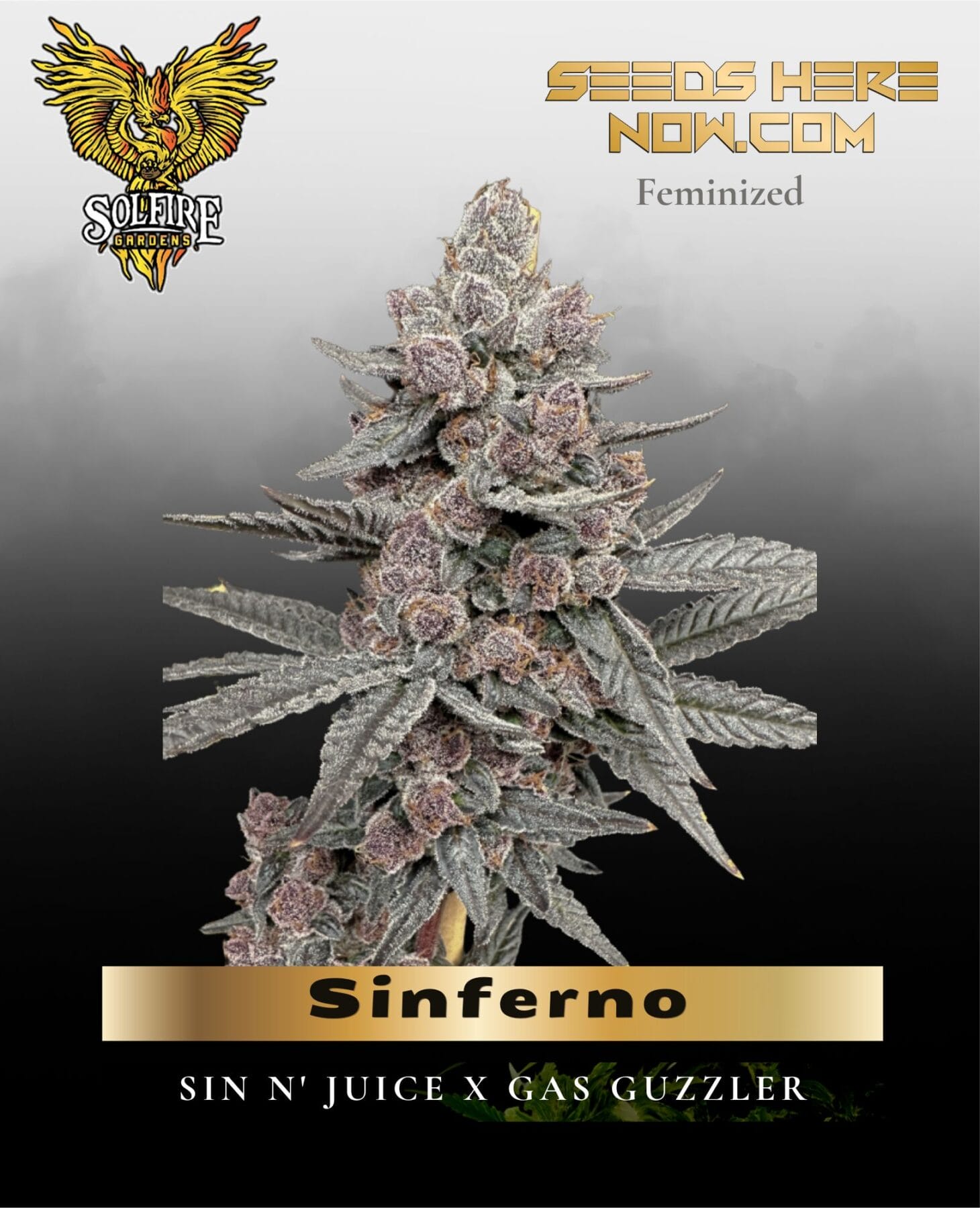 Sinferno (Feminized) - Solfire Gardens