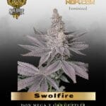 Swolfire (Feminized) - Solfire Gardens