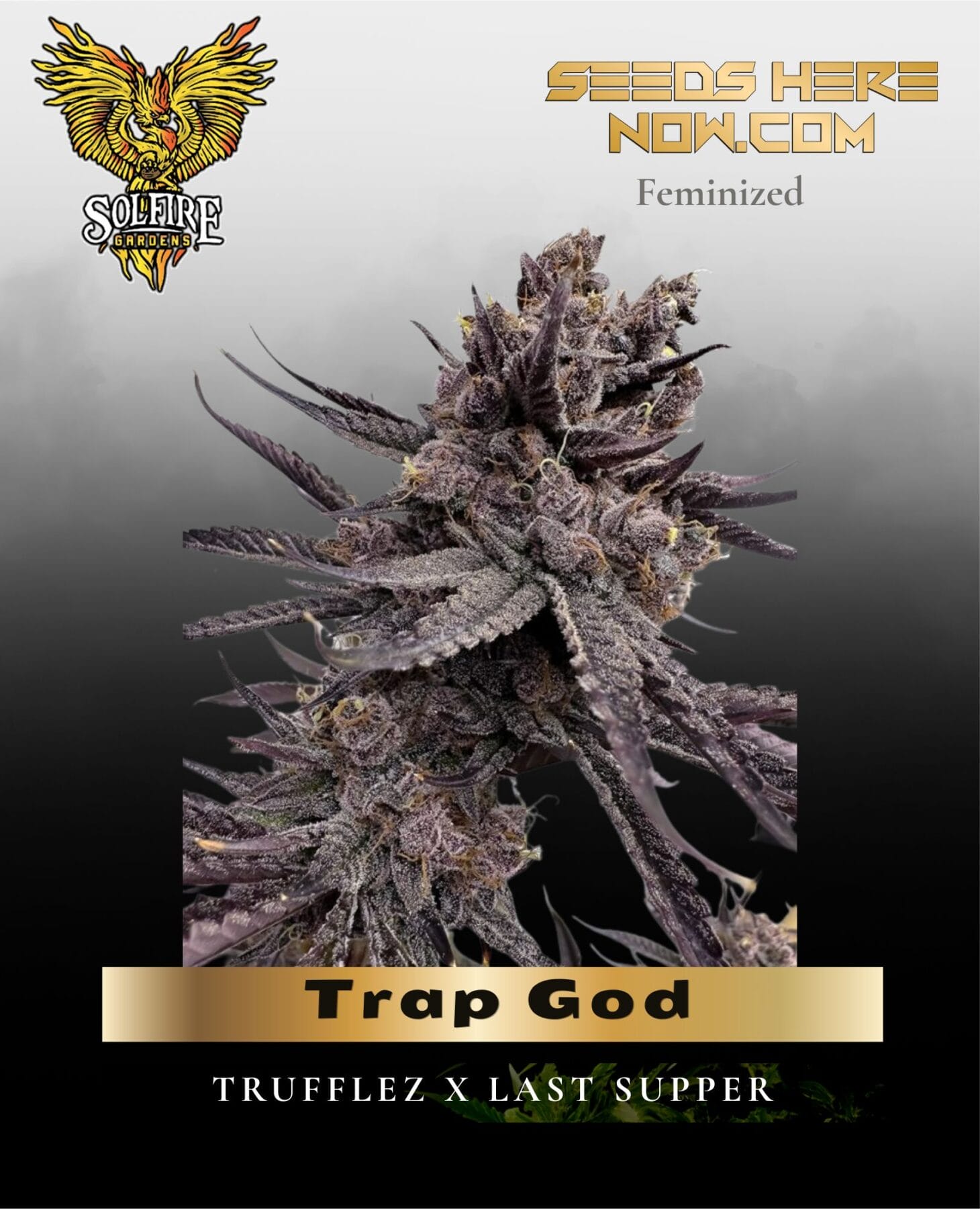 Trap God (Feminized) - Solfire Gardens