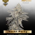 Yacht Party (Feminized) - Solfire Gardens