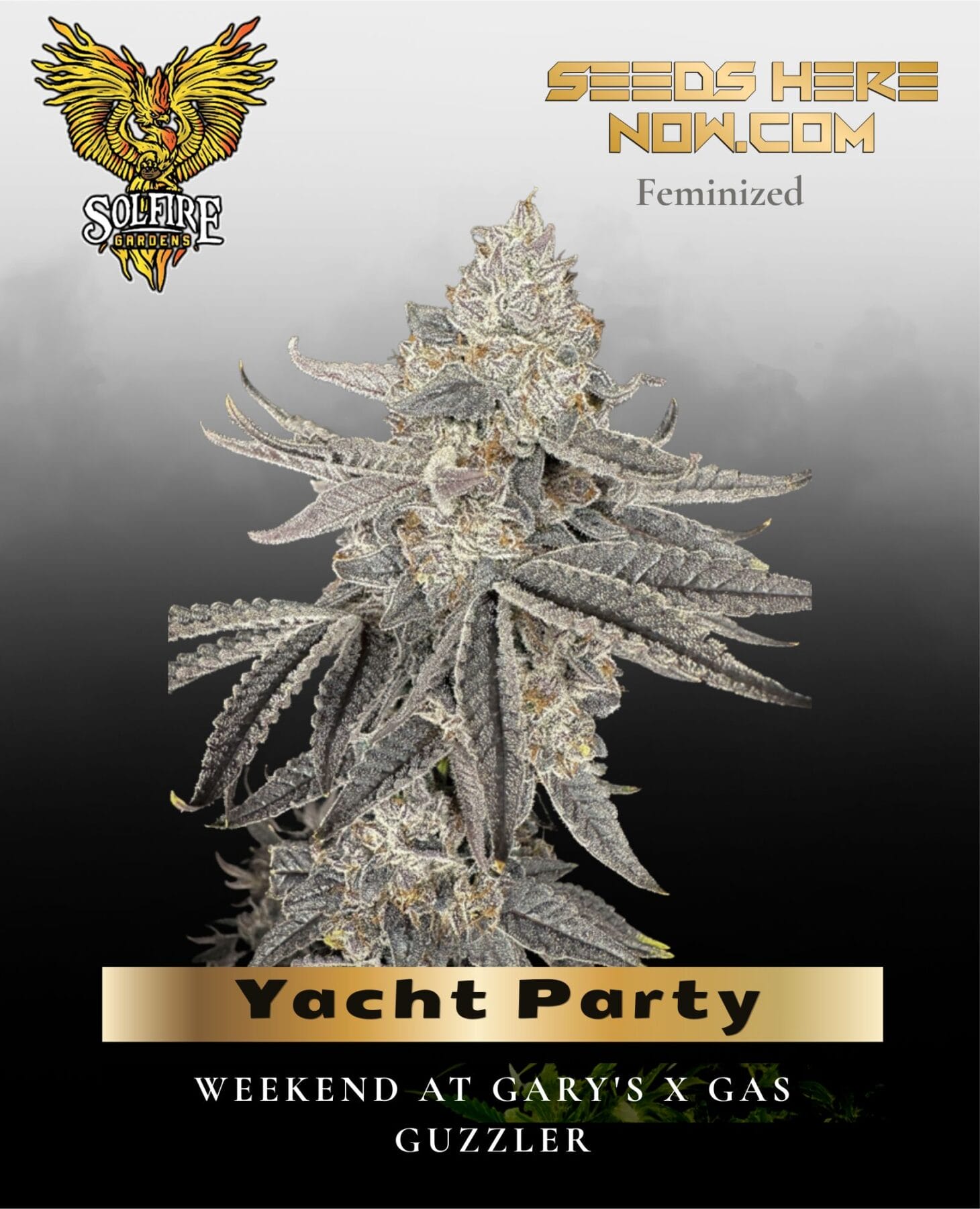 Yacht Party (Feminized) - Solfire Gardens
