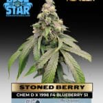 Stoned Berry (Feminized) - Blue Star Seed Co
