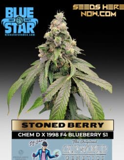 Stoned Berry feminized cannabis seeds by DJ Short
