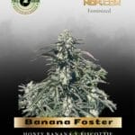 Banana Foster (Feminized) - Trilogene Seeds