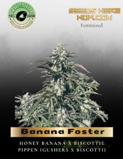 Banana Foster (Feminized) (space) Trilogene Seeds