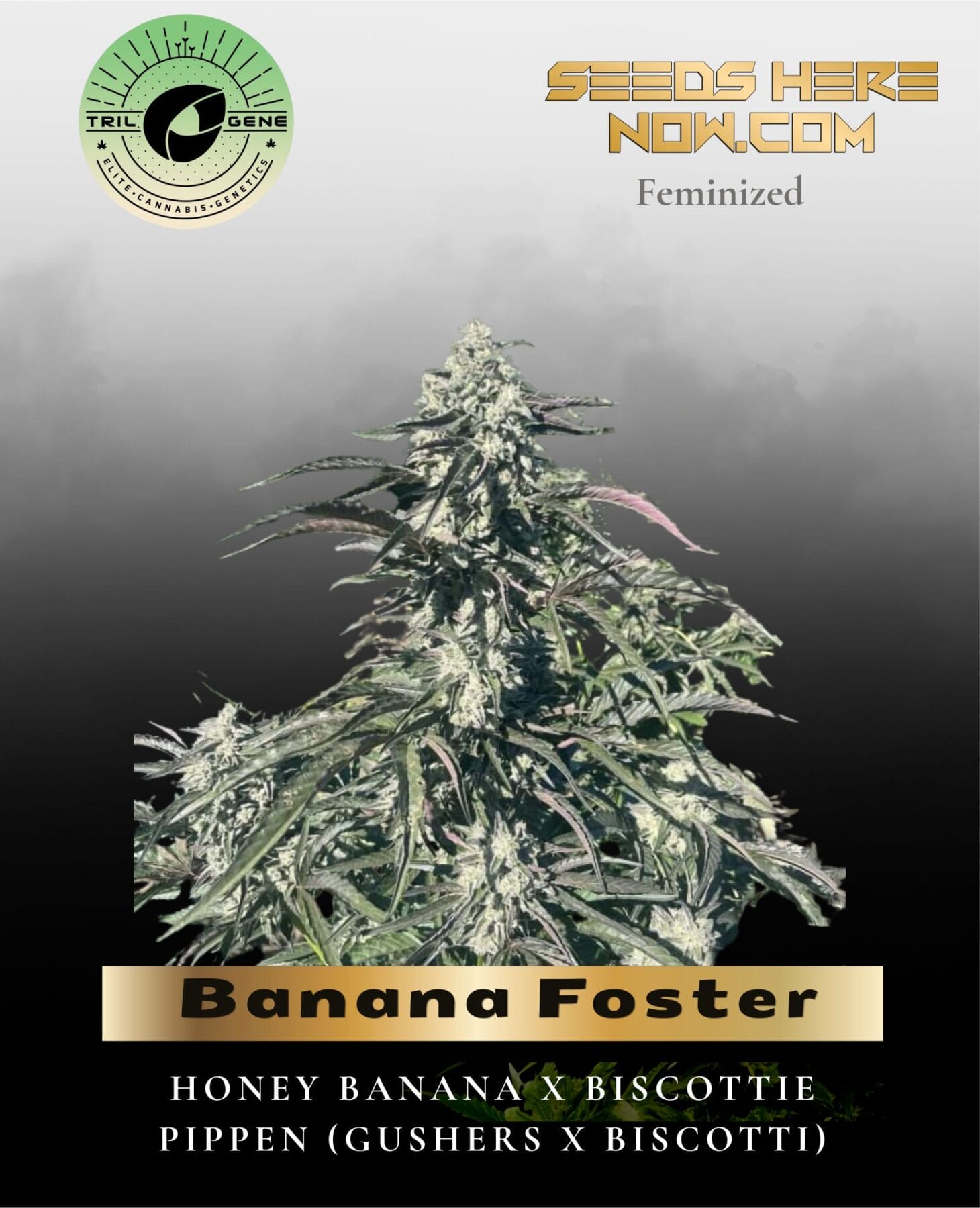 Banana Foster (Feminized) - Trilogene Seeds