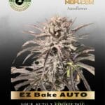 EZ Bake AUTO (Feminized) - Trilogene Seeds