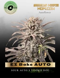 EZ Bake AUTO (Feminized) (space) Trilogene Seeds