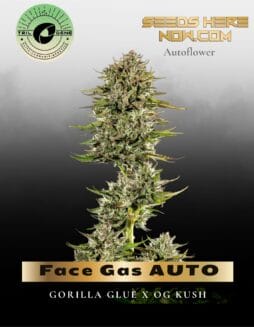 Face Gas AUTO (Feminized) (space) Trilogene Seeds