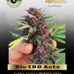 Glu CBD Auto (Feminized) - Trilogene Seeds