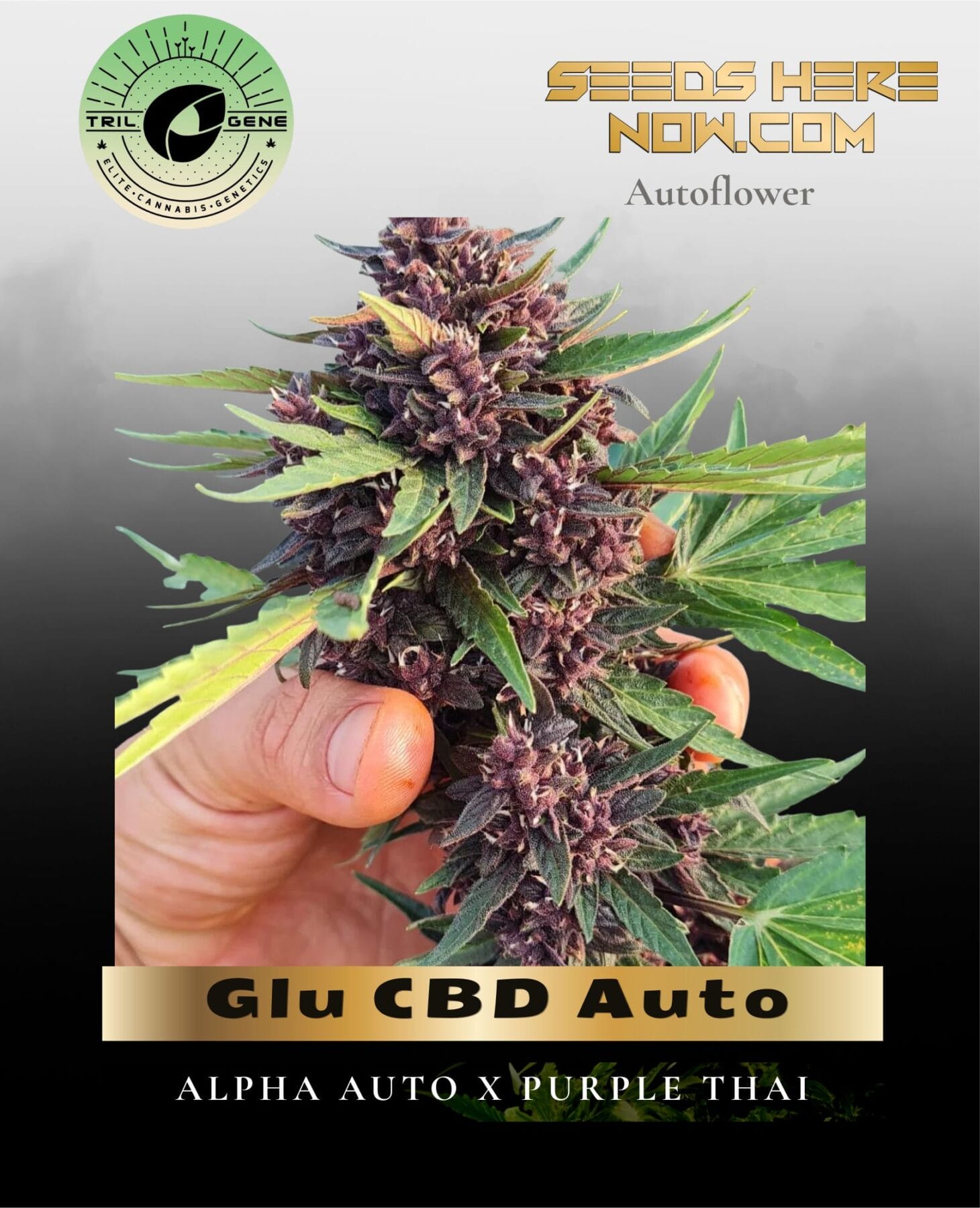Glu CBD Auto (Feminized) - Trilogene Seeds