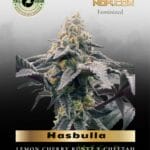 Hasbulla (Feminized) - Trilogene Seeds