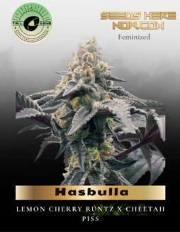 Hasbulla (Feminized) (space) Trilogene Seeds