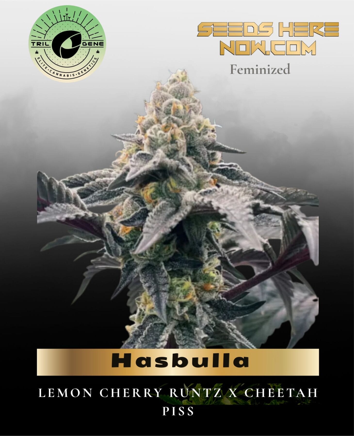 Hasbulla (Feminized) - Trilogene Seeds