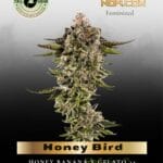 Honey Bird (Feminized) - Trilogene Seeds
