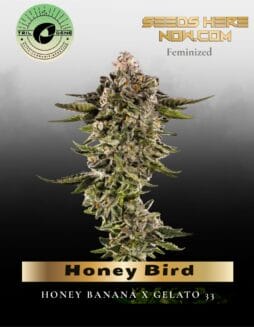 Honey Bird (Feminized) (space) Trilogene Seeds