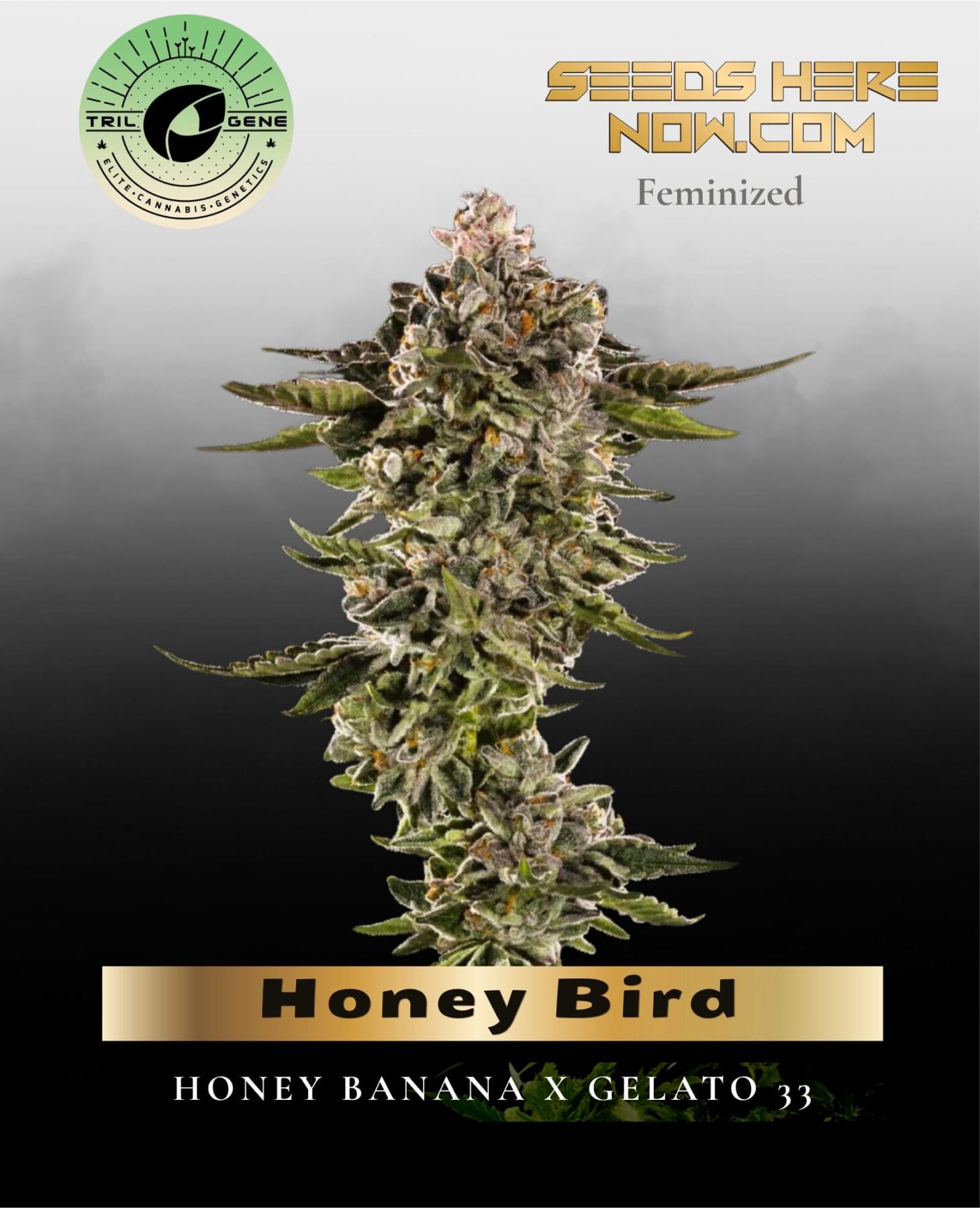 Honey Bird (Feminized) - Trilogene Seeds