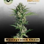 Honeycomb Chem (Feminized) - Trilogene Seeds