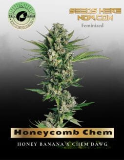 Honeycomb Chem (Feminized) (Space) Trilogene Seeds – Honeycomb Chem (Feminized) (space) Trilogene Seeds