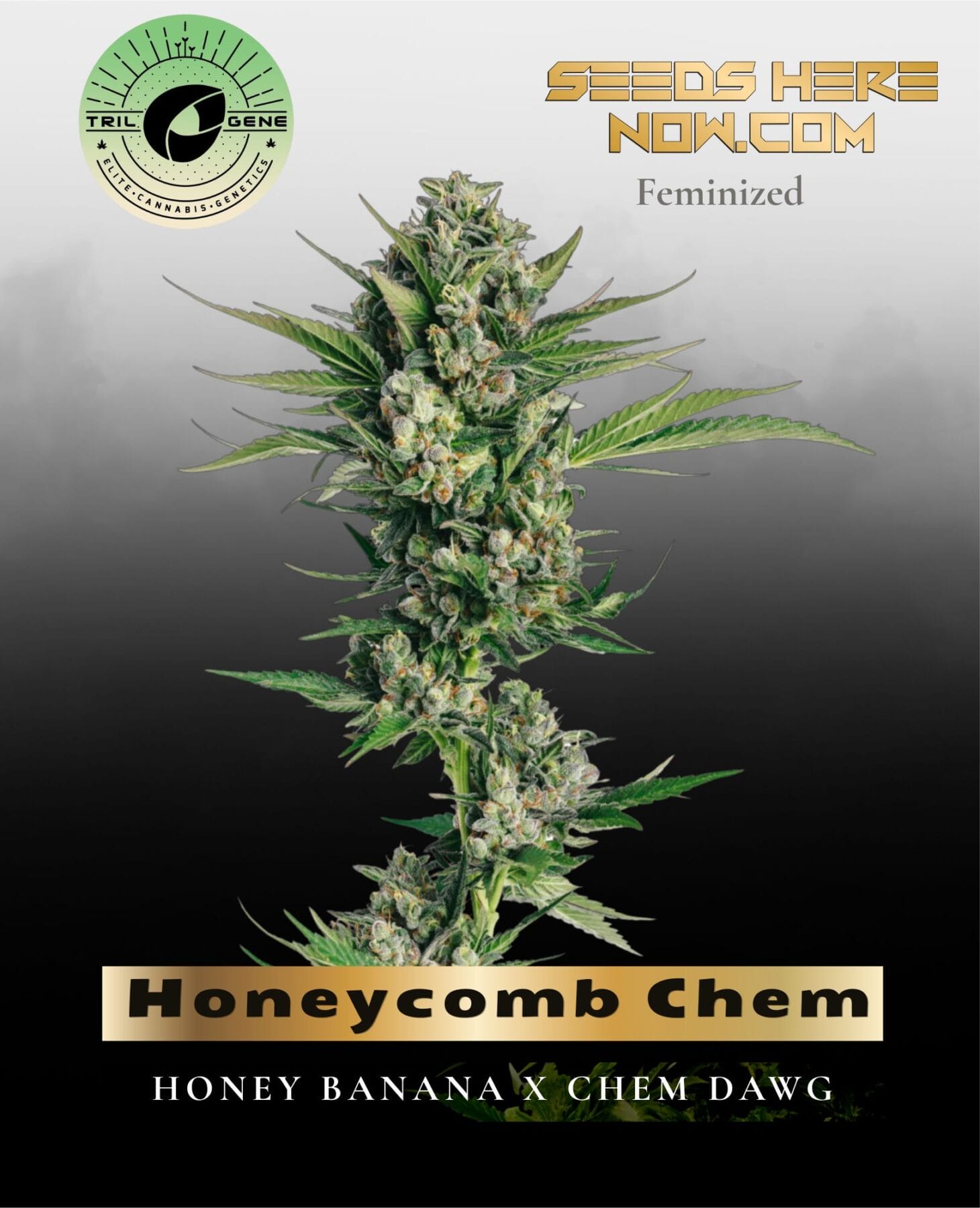 Honeycomb Chem (Feminized) - Trilogene Seeds