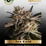 Ice Cold (Feminized) - Trilogene Seeds