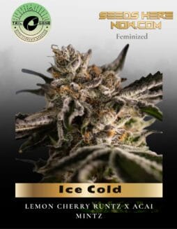 Ice Cold (Feminized) (space) Trilogene Seeds