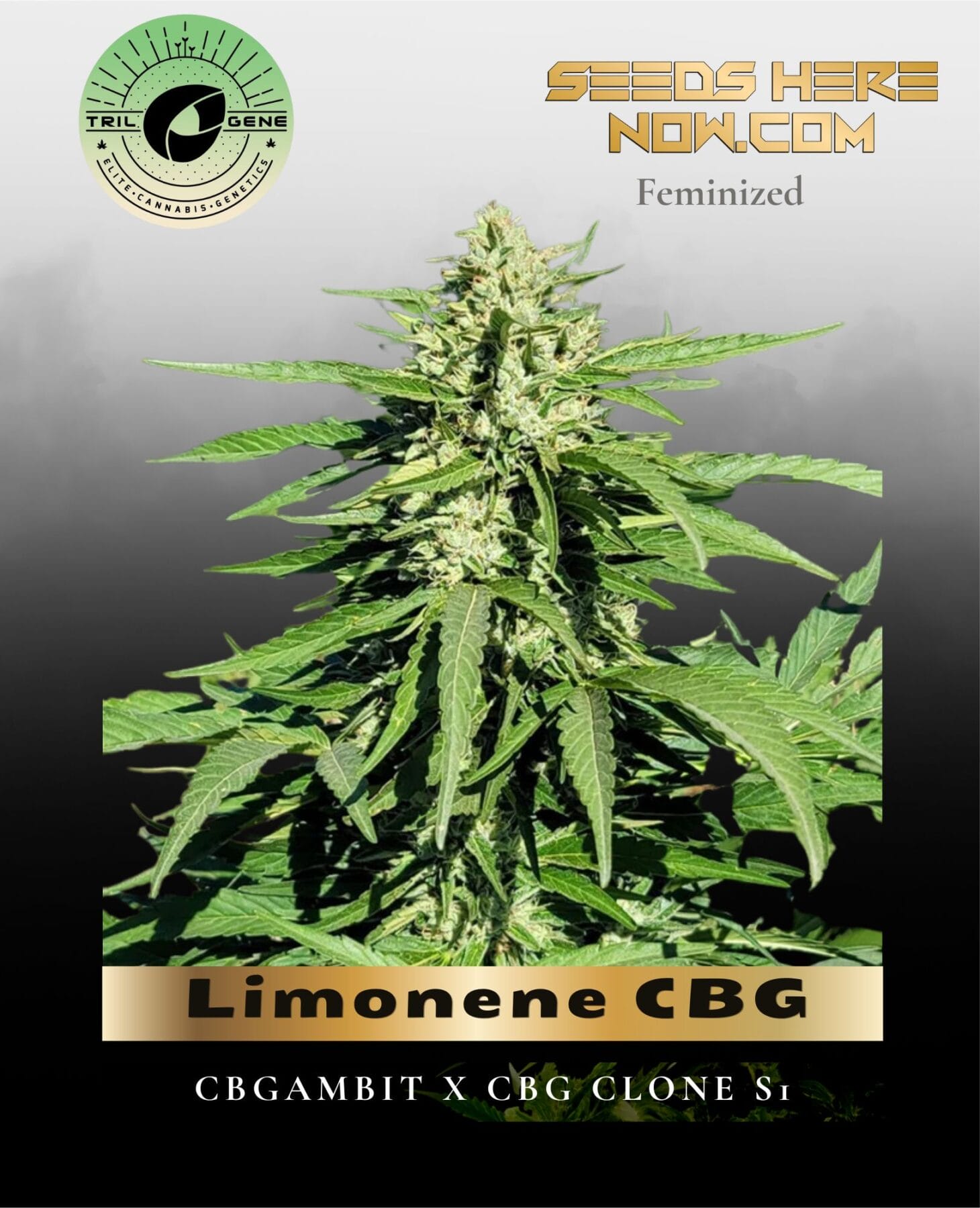 Limonene CBG (Feminized) - Trilogene Seeds