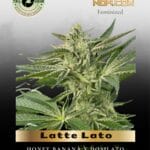 Latte Lato (Feminized) - Trilogene Seeds