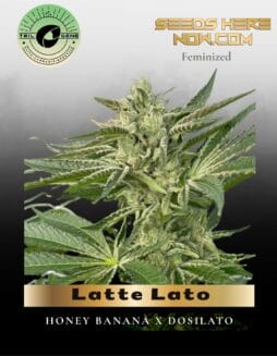 Latte Lato (Feminized) (space) Trilogene Seeds