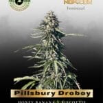 Pillsbury Droboy (Feminized) - Trilogene Seeds