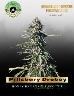 Pillsbury Droboy (Feminized) (space) Trilogene Seeds