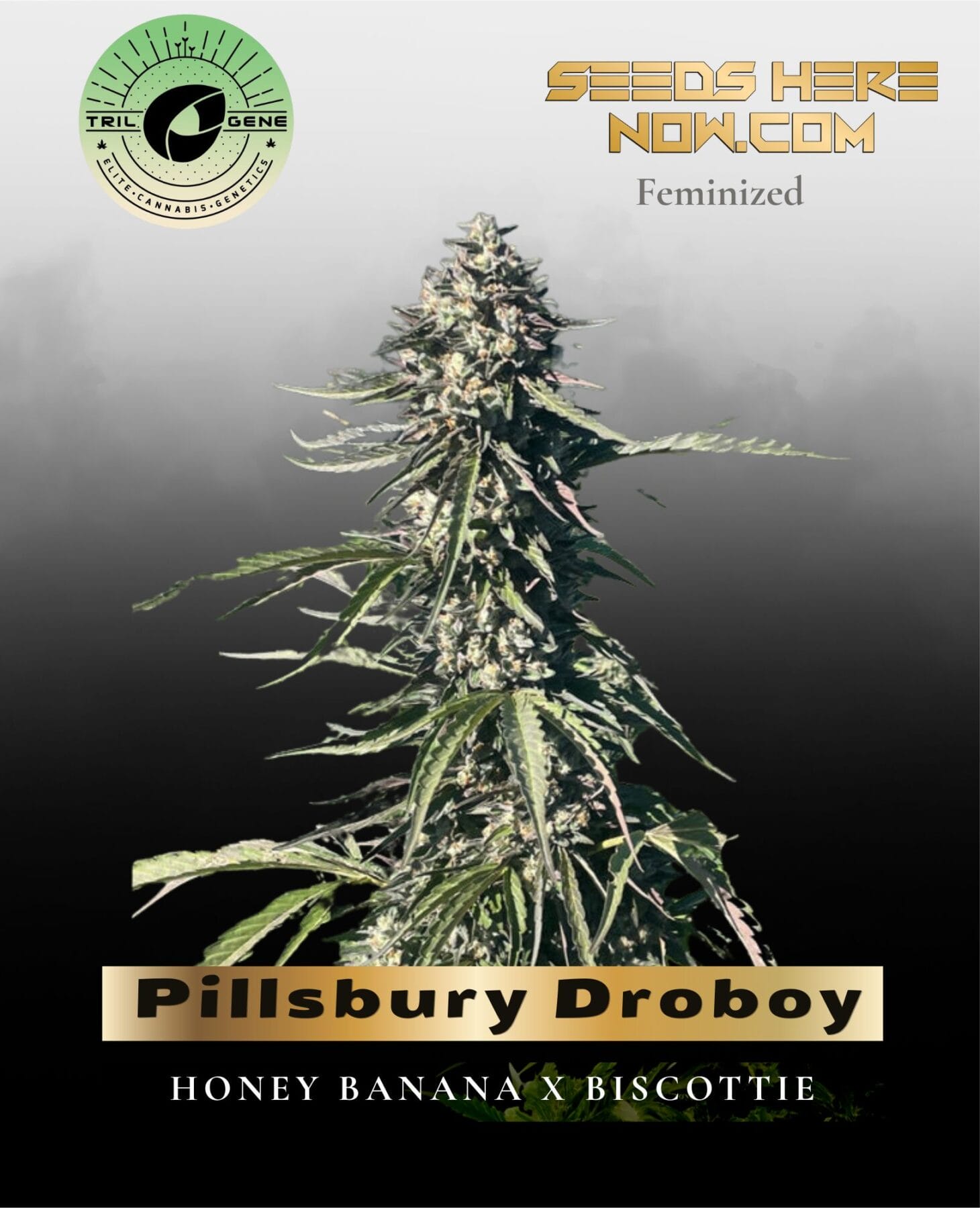 Pillsbury Droboy (Feminized) - Trilogene Seeds