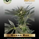 Queen Bee (Feminized) - Trilogene Seeds