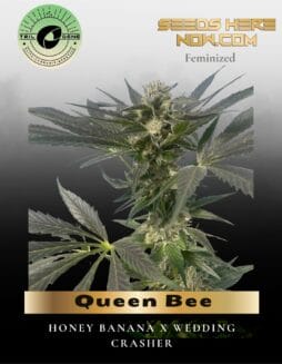 Queen Bee (Feminized) (space) Trilogene Seeds